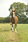 galloping Welsh-Cob