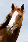 Welsh-Cob Portrait