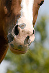 Welsh-Cob mouth