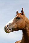 Welsh-Cob Portrait