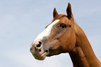 Welsh-Cob Portrait