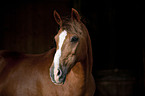 Welsh-Cob Portrait