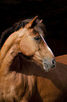 Welsh-Cob Portrait