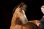 Welsh-Cob Portrait