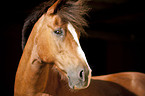 Welsh-Cob Portrait