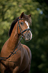 Welsh-Cob Portrait