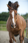 Welsh-Cob Portrait