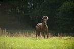 Welsh-Cob