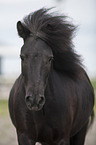 Welsh-Cob Portrait