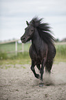 trotting Welsh-Cob