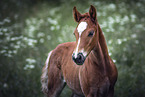 Welsh Cob foal