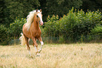 Welsh Cob