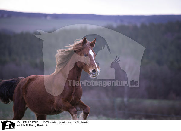 Welsh D Pony Portrait / Welsh D Pony Portrait / STM-01782