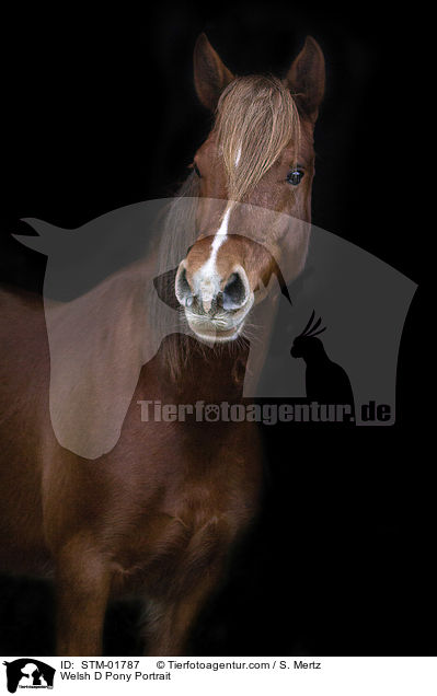 Welsh D Pony Portrait / Welsh D Pony Portrait / STM-01787