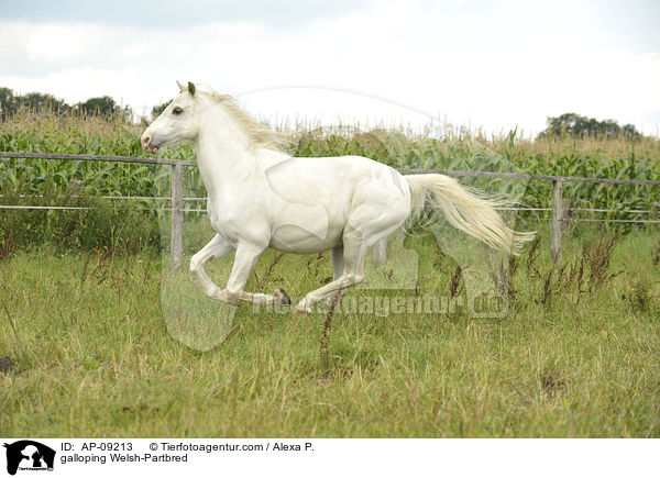 galloping Welsh-Partbred / AP-09213