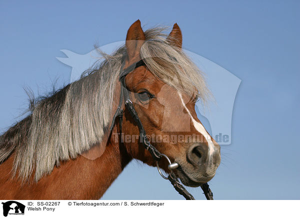 Welsh Pony / Welsh Pony / SS-02267