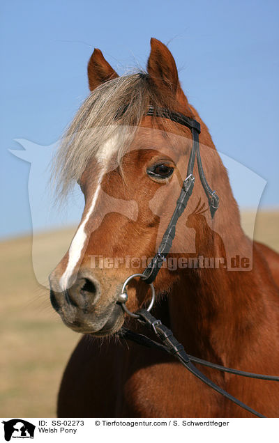 Welsh Pony / Welsh Pony / SS-02273