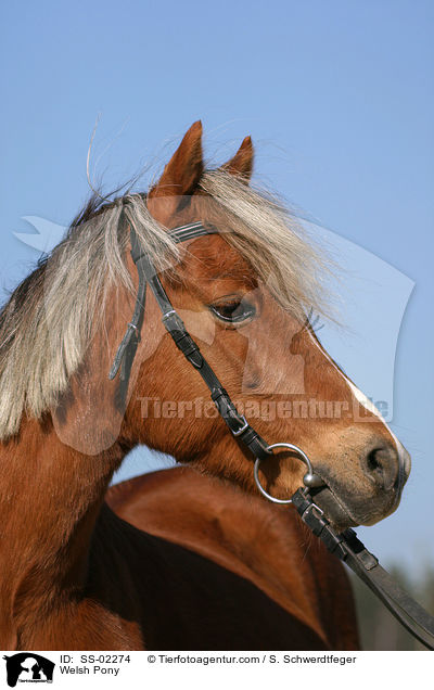 Welsh Pony / Welsh Pony / SS-02274