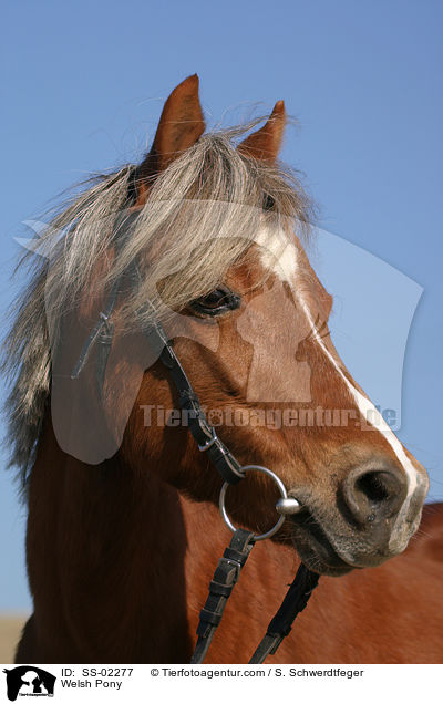 Welsh Pony / Welsh Pony / SS-02277