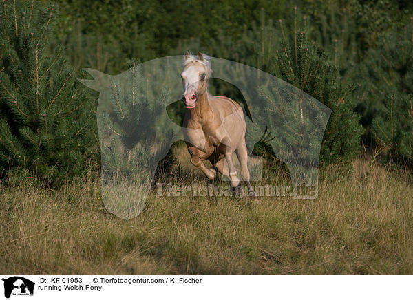 running Welsh-Pony / KF-01953