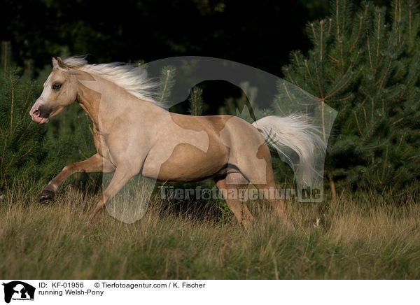 rennendes Welsh-Pony / running Welsh-Pony / KF-01956