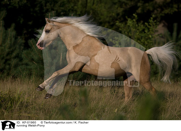 running Welsh-Pony / KF-01960