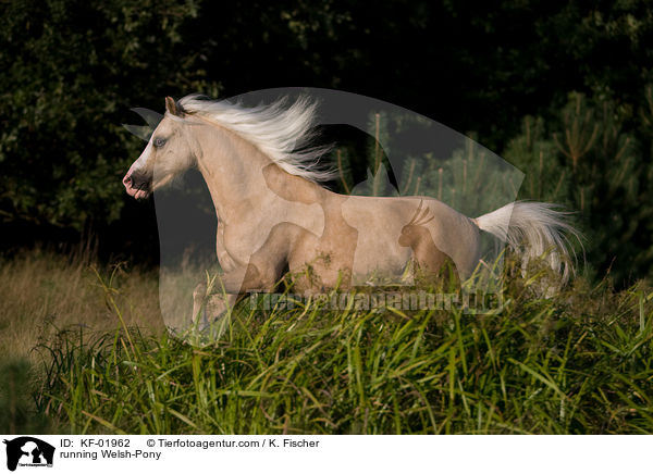 running Welsh-Pony / KF-01962