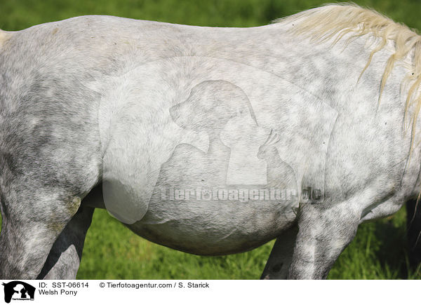 Welsh Pony / SST-06614