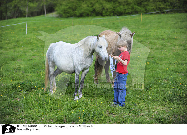 boy with ponys / SST-06616