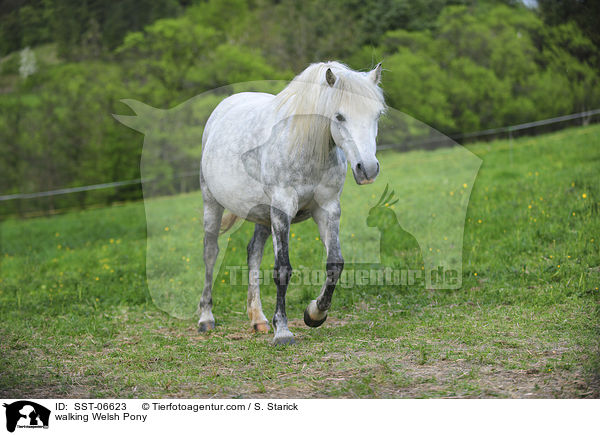 walking Welsh Pony / SST-06623