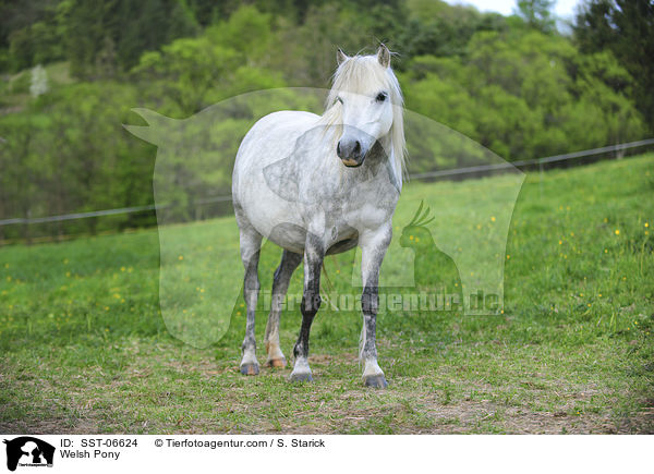 Welsh Pony / Welsh Pony / SST-06624