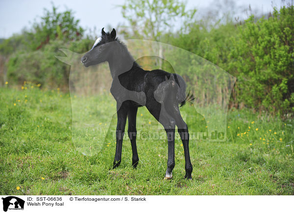 Welsh Pony Fohlen / Welsh Pony foal / SST-06636