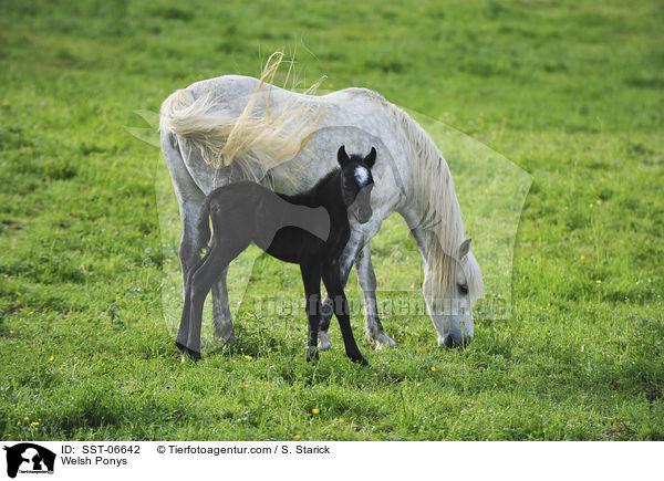 Welsh Ponys / Welsh Ponys / SST-06642