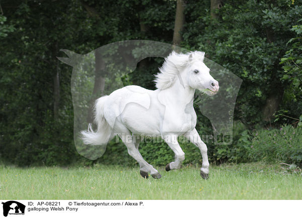 galloping Welsh Pony / AP-08221