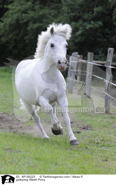 galloping Welsh Pony / AP-08223