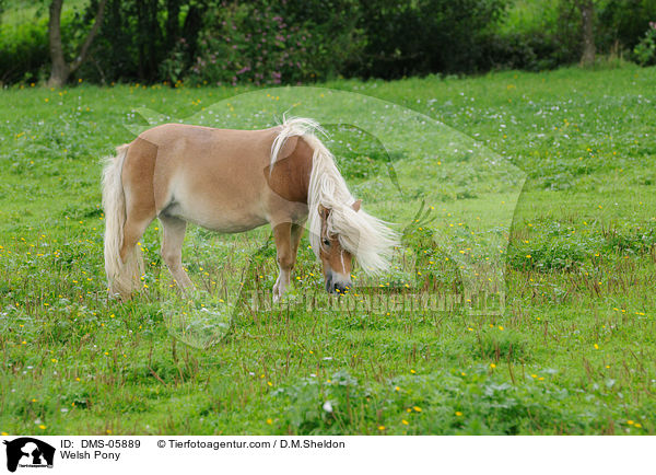Welsh Pony / Welsh Pony / DMS-05889