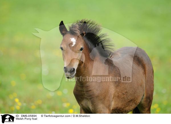 Welsh Pony foal / DMS-05894