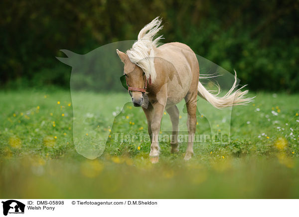 Welsh Pony / DMS-05898