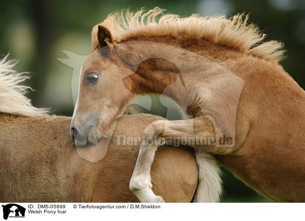 Welsh Pony foal / DMS-05899