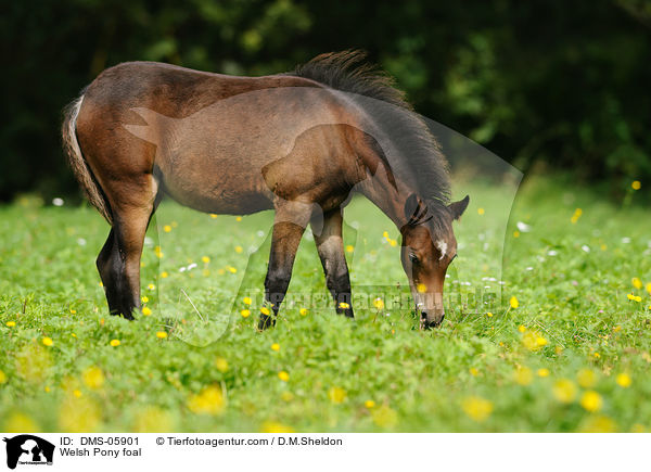 Welsh Pony foal / DMS-05901