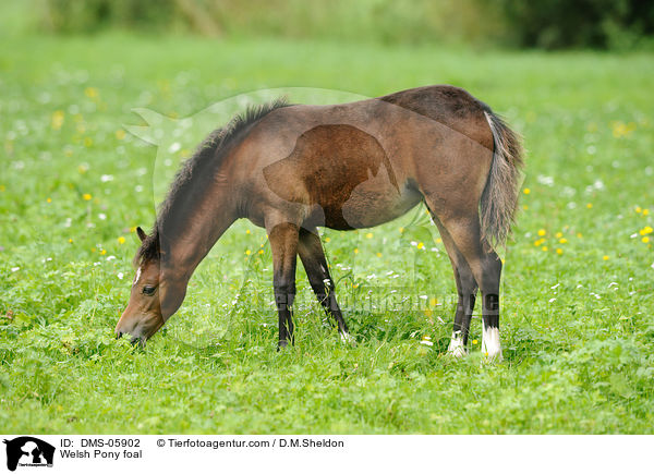 Welsh Pony Fohlen / Welsh Pony foal / DMS-05902