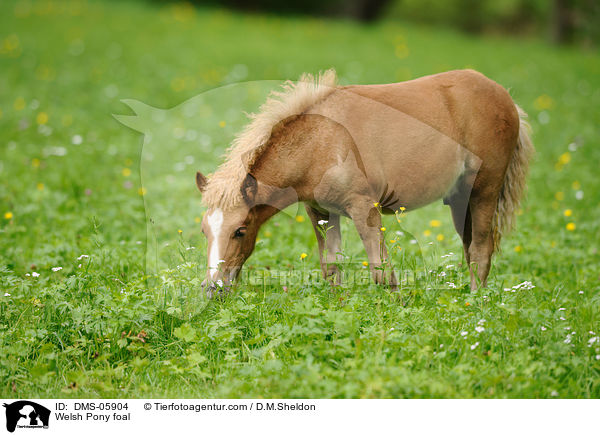 Welsh Pony Fohlen / Welsh Pony foal / DMS-05904