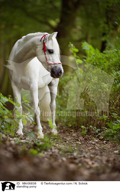 stehendes Welsh A Pony / standing pony / NN-06838