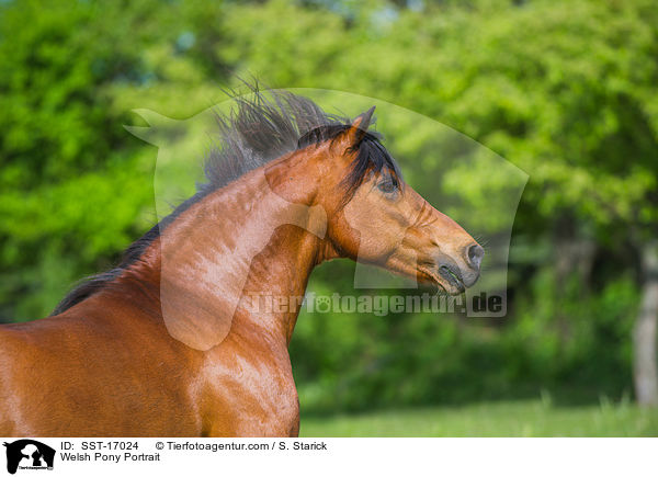 Welsh Pony Portrait / Welsh Pony Portrait / SST-17024