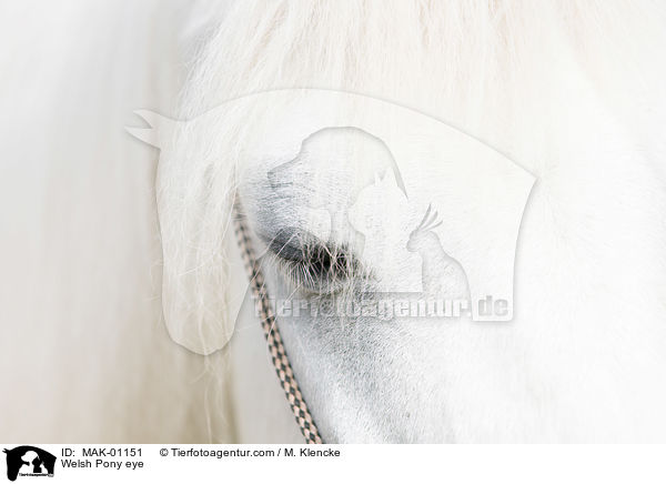 Welsh Pony Auge / Welsh Pony eye / MAK-01151