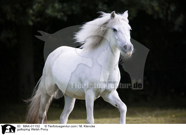 galoppierendes Welsh Pony / galloping Welsh Pony / MAK-01152