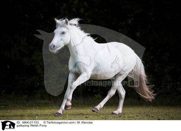 galoppierendes Welsh Pony / galloping Welsh Pony / MAK-01153
