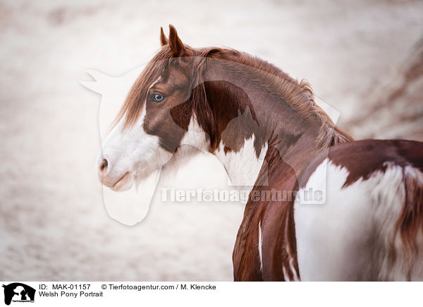 Welsh Pony Portrait / Welsh Pony Portrait / MAK-01157