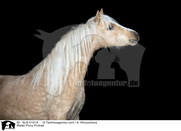Welsh Pony Portrait / Welsh Pony Portrait / ALK-01014