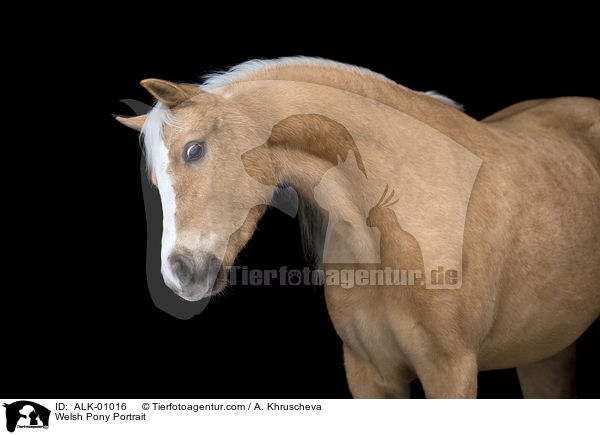 Welsh Pony Portrait / Welsh Pony Portrait / ALK-01016